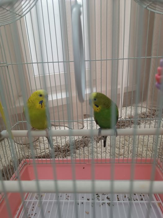 Пара попугаев мальчик и девочка