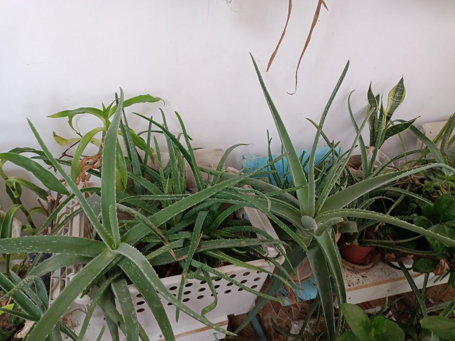 Продается алое и золотой ус