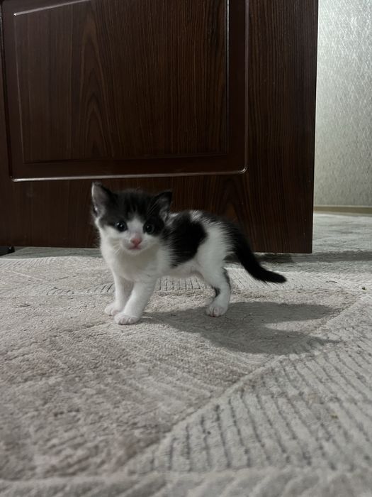 Отдам кота  и котят в добрые руки