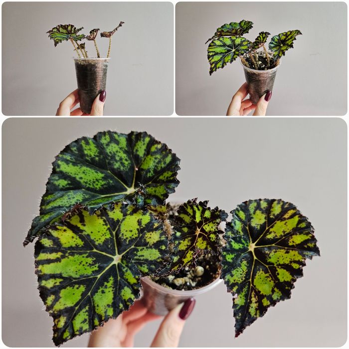 Бегония блак мамба, тигровая