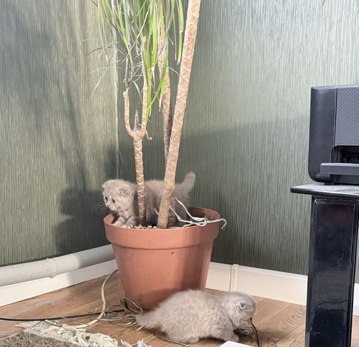 Продаем шотландских котят
