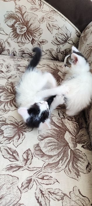Отдам красивых котят