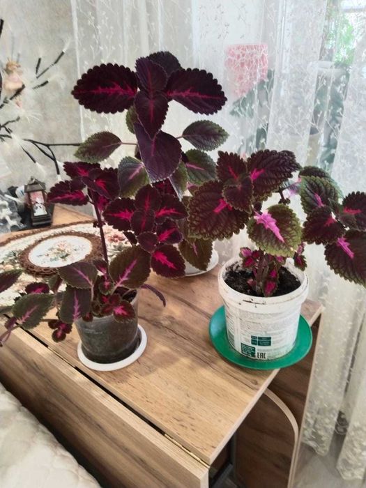 Продам комнатные цветы