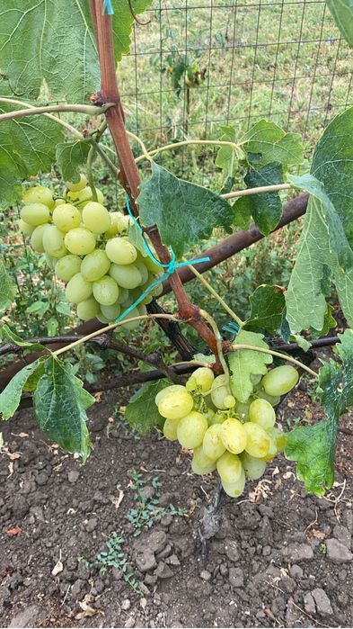Vand struguri de vin