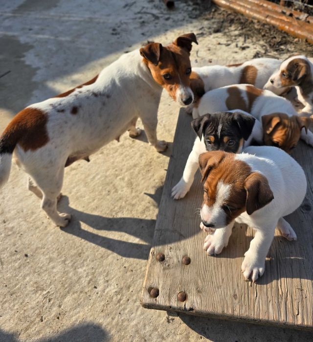 Jack Russell Terrier x 4 pui masculi