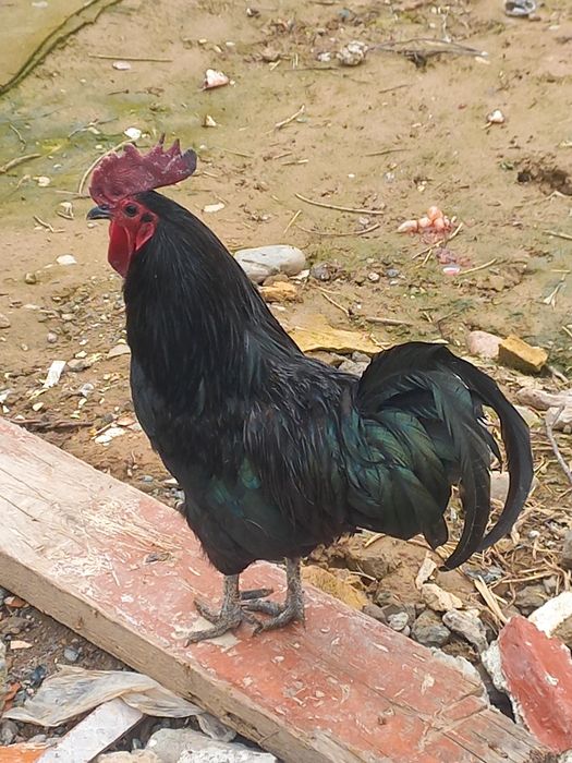 Хурозлар сотилади.