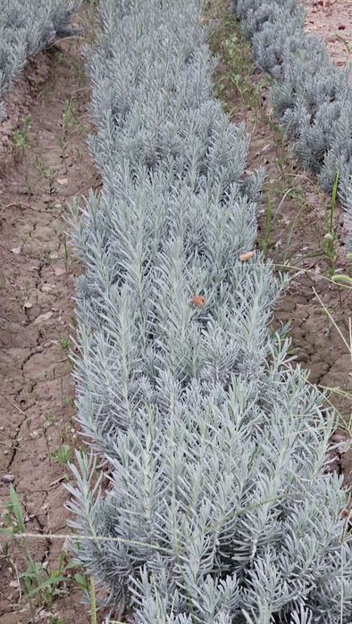 Lavanda Fransuskiy sort