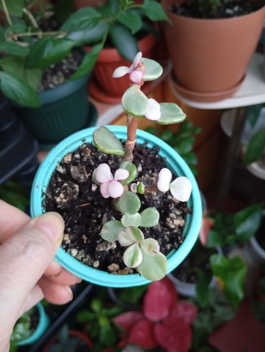 Цветы комнатные растения