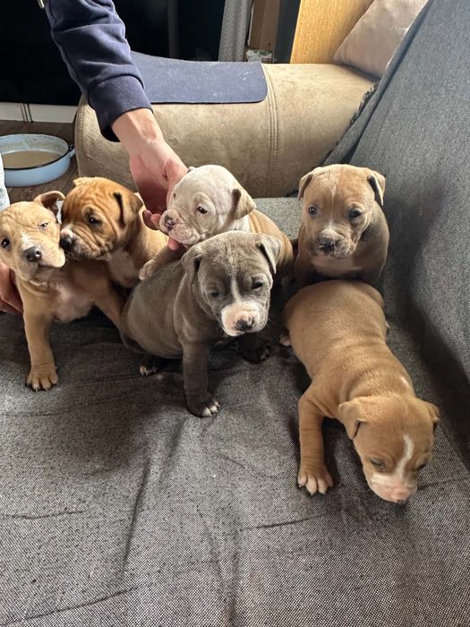 Кученца Pitbull American Bully гр. Дулово • OLX.bg