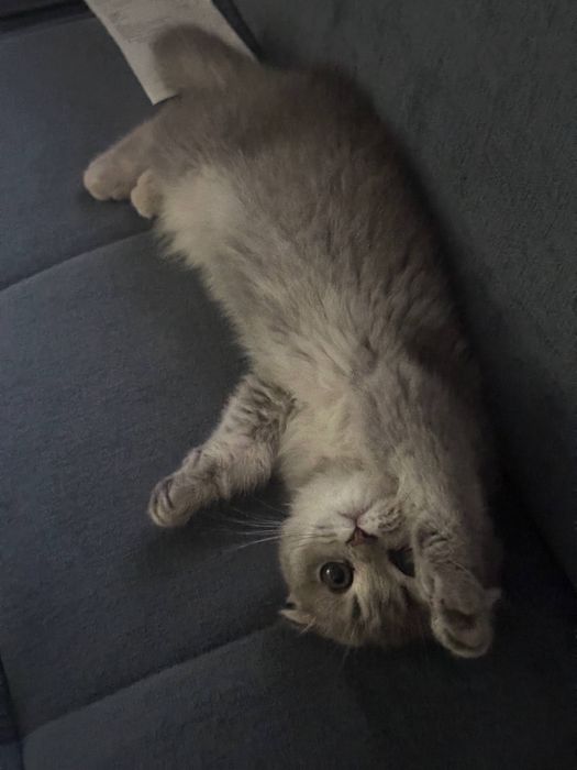 Продаются котенок 6 ойли спокойный  латока оргатилган