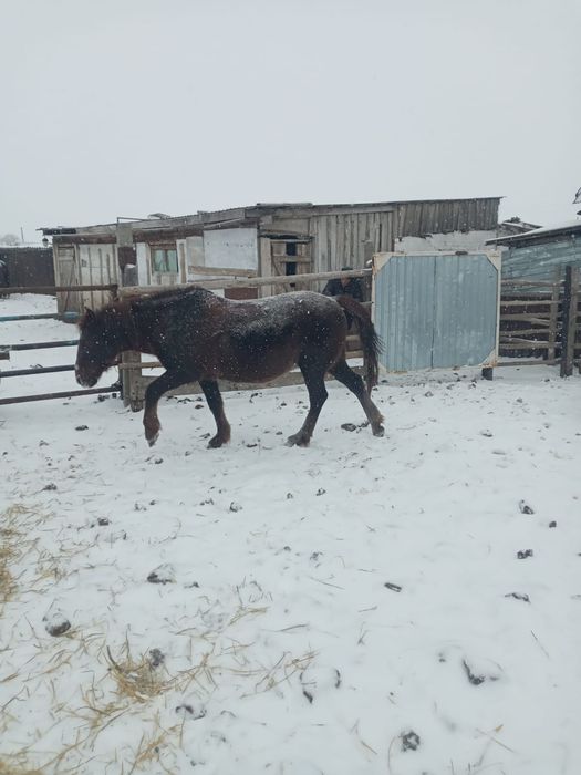 Продам кобылу...