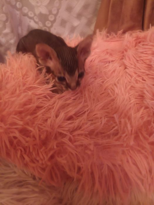 Продам котят донского сфинкса