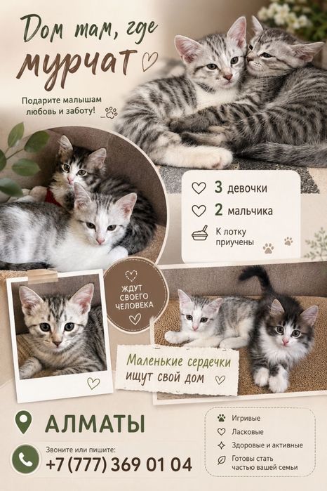 Отдалим котят в добрые руеи