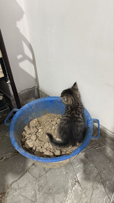 Мысык бериледи тегин