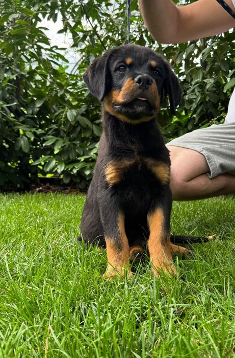 Pui rottweiler talie mare
