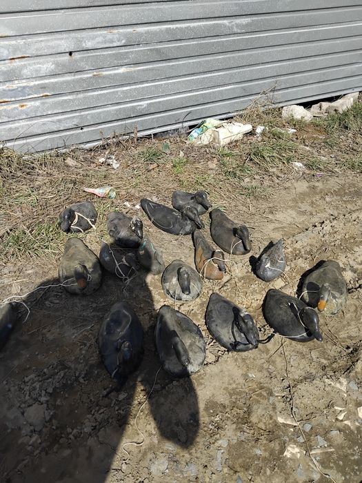 Продам чучело для охоты