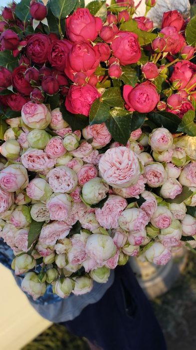 Атиргуларга 100 % гарантя