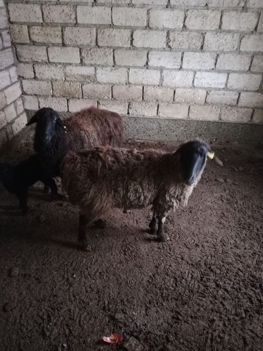 Козылы кой кысыр койда бар