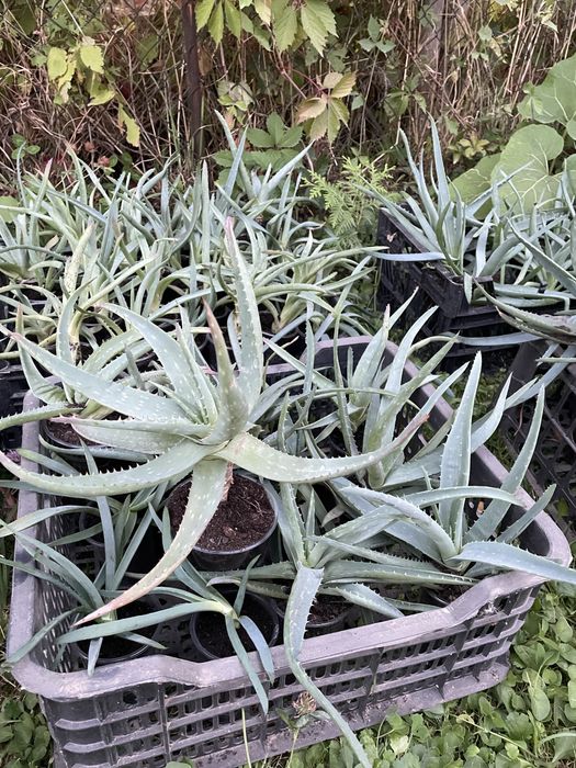 Отростки Алое Вера