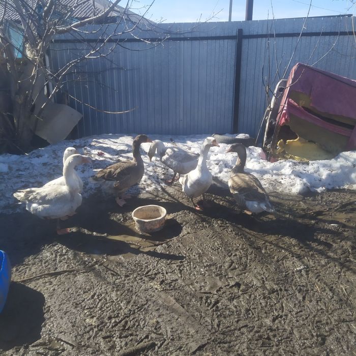 Активные гусаки продам