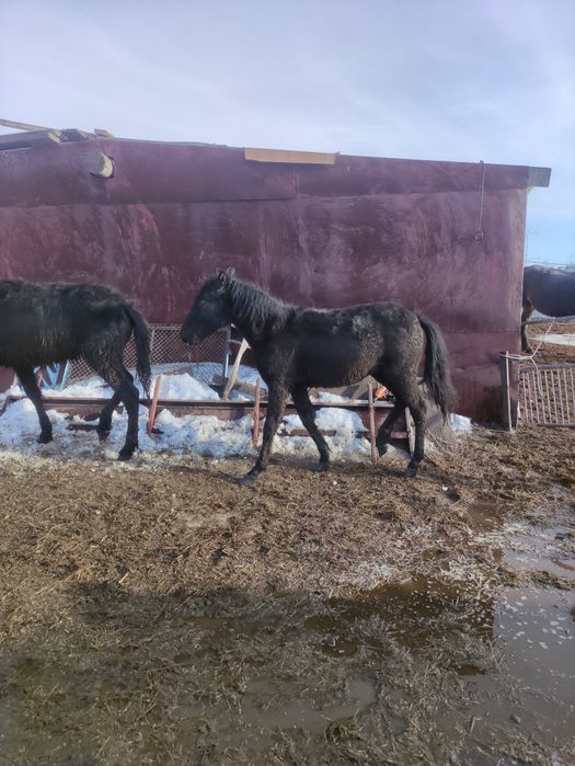 Семіз тай мен жабағы сатылады