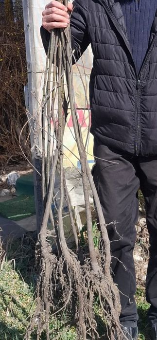 Cais.Prun Nuci Chandler Aluni Visin Castan.Kaki.Rodi. Ciresi 
Paulowni