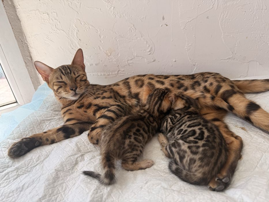Бенгал кошка с котенком(мальчик)