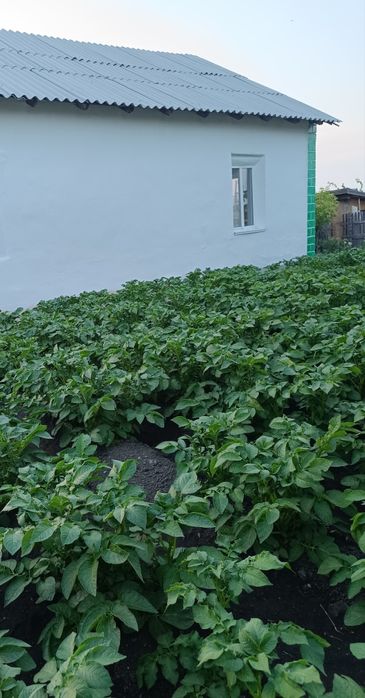 Продам дом в Житикаре