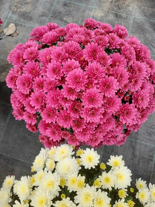 Lichidare stoc crizanteme la ghiveci, buche si radacini