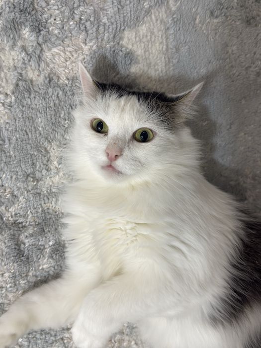 Отдам кошку в добрые руки