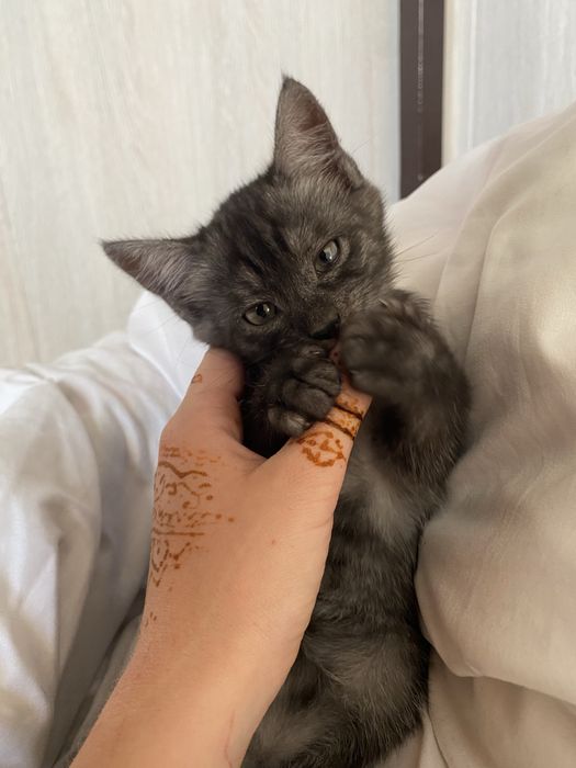 Котенок в добрые руки