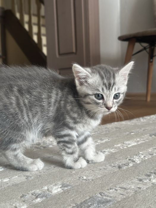 Котята шотландцы бесплатно