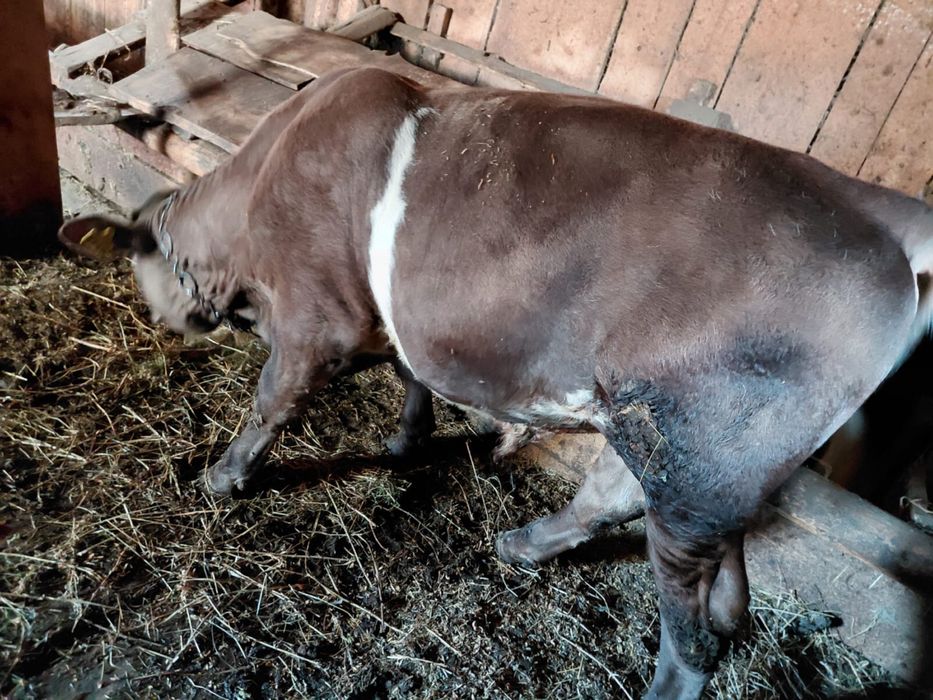 Vand vitel angus ,4 luni,pret 5500