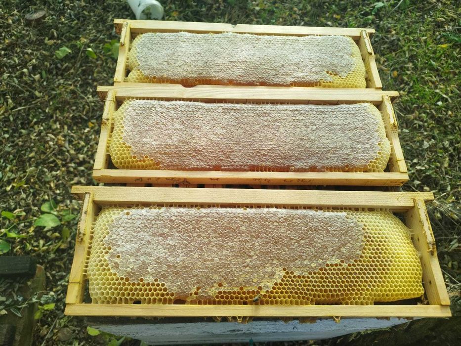 faguri cu miere rame cu miere poliflora