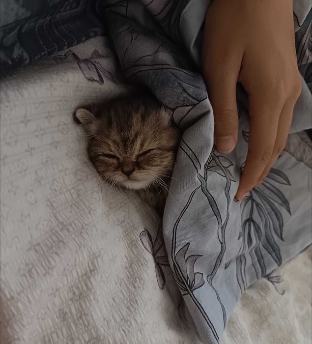 котенке 1 месяц, продаётся