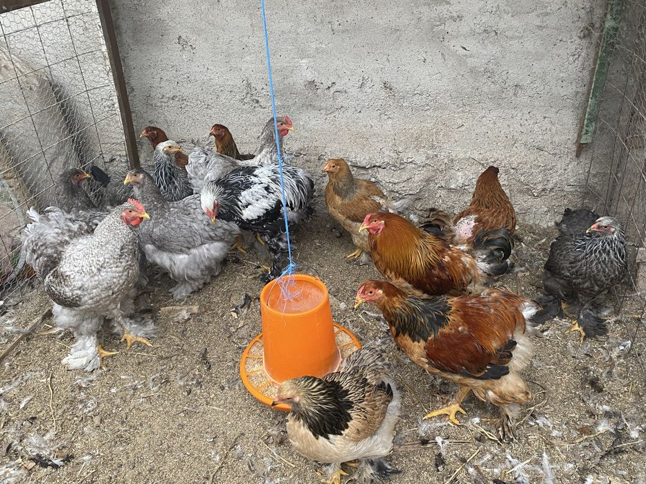 Vand pui de rasa brahma Derna • OLX.ro