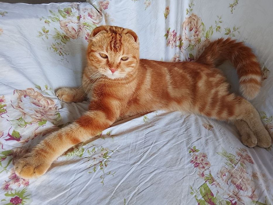 Shotland osmaloq (Scottish Fold)
