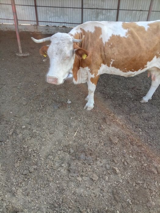 Vând vaca baltata românească