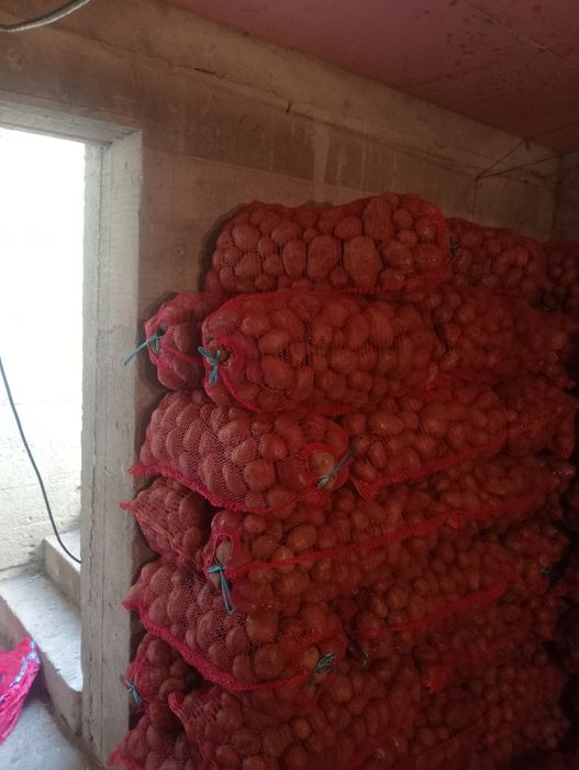 Cartof consum Belarosa