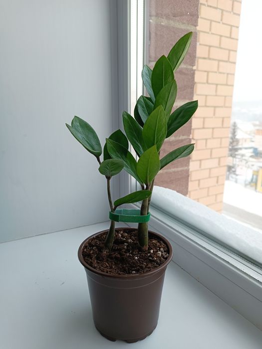 Продам замиокклькос