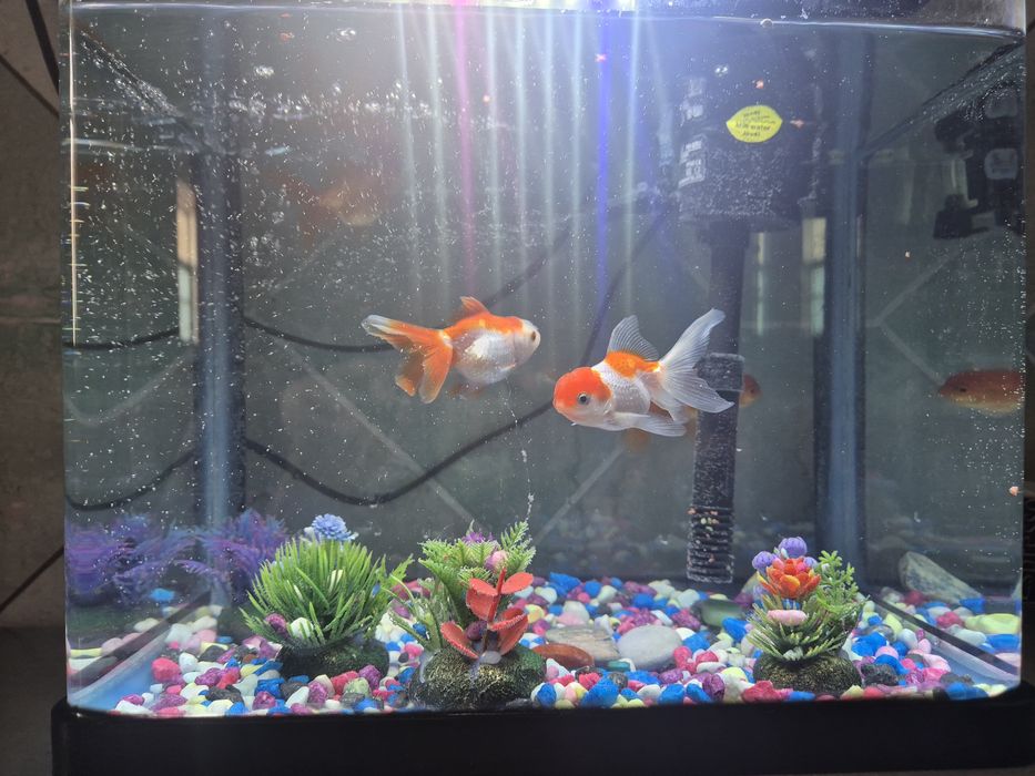 Аквариум с рыбками