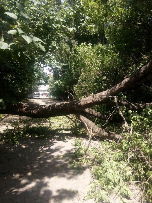 Спил и обрезка деревьев!!!