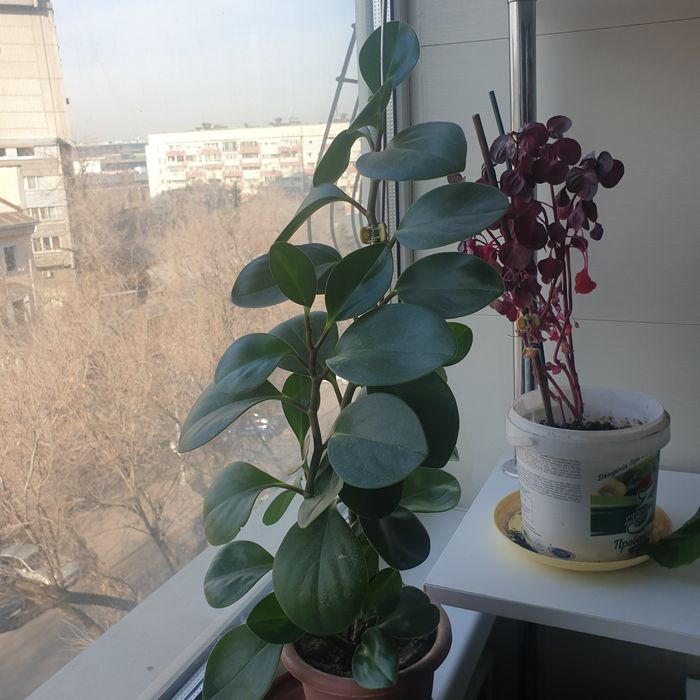 Комнатные растения Пеперомия