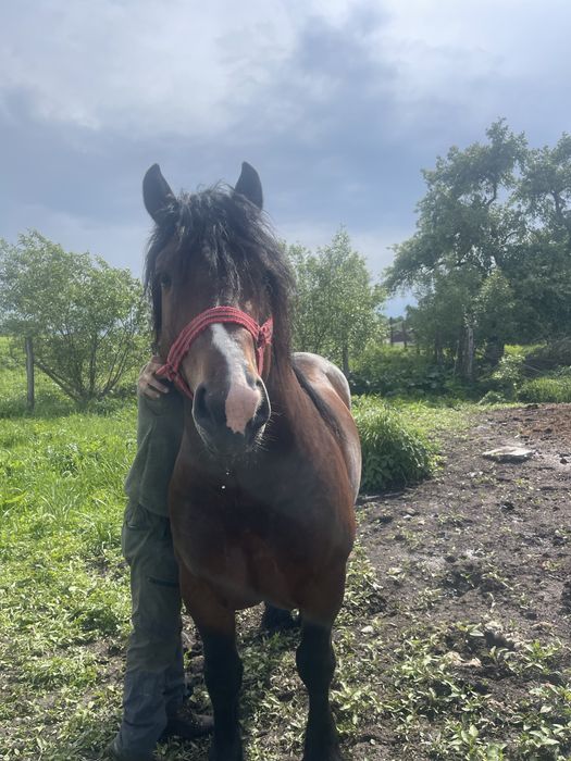 Armasar de vanzare!!