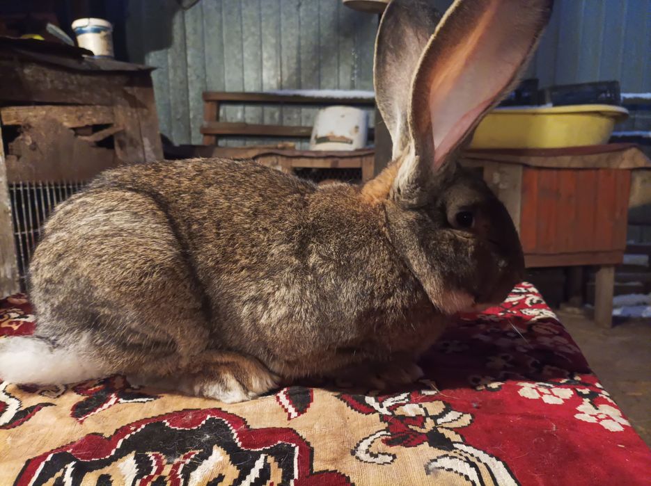 Vând masculi, femele și pui de UG