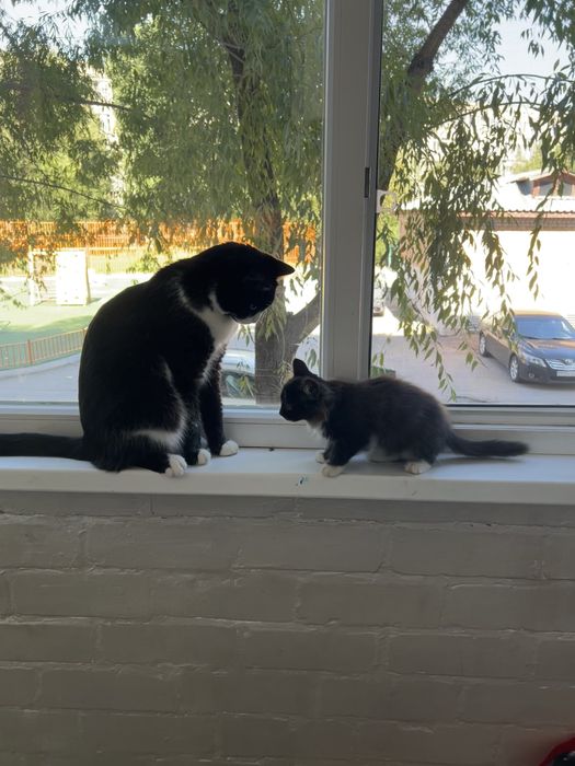 Отдам котенка в любящие руки