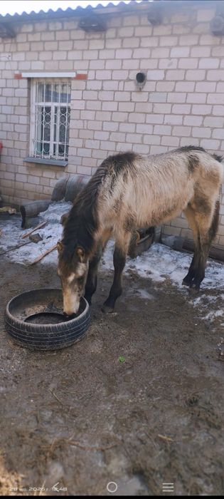 Продам тай 1 годовалый ( мальчик) находиться в Павлодаре.