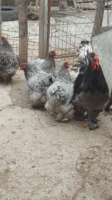 Ouă de incubație din Brahma  HD Brahma  Albastru Cochinchina Galben  Urias