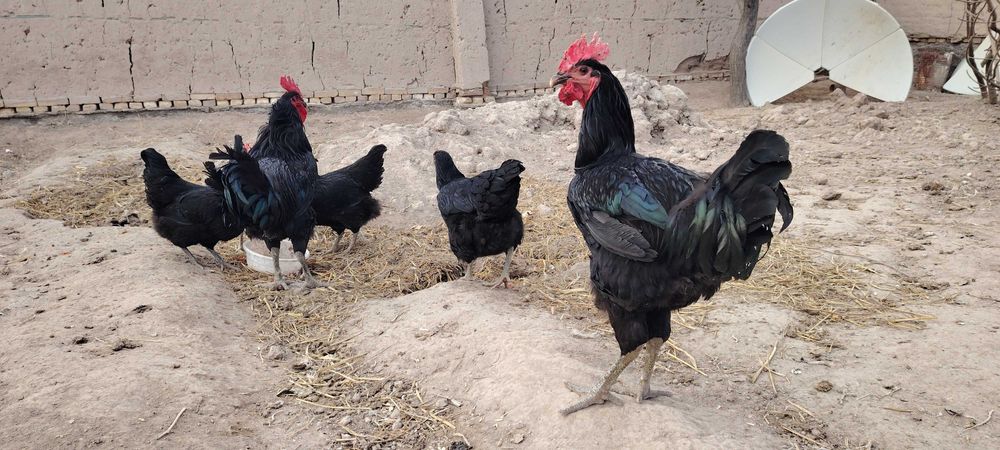 Gigan qora shaxzoda tuxumlari, jojalari sotiladi. Urganchda