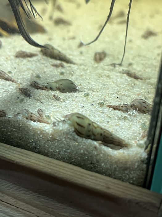 vand melci de acvariu (Melanoides tuberculata)